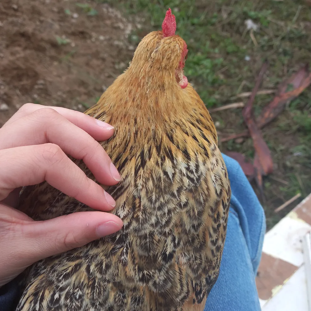 Pastel frango 